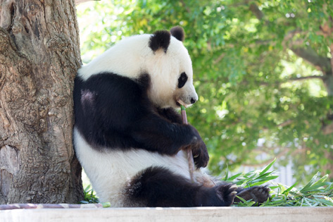 神戸市立王子動物園