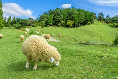 六甲山牧場