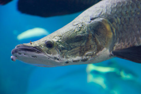 神戸市立須磨海浜水族園