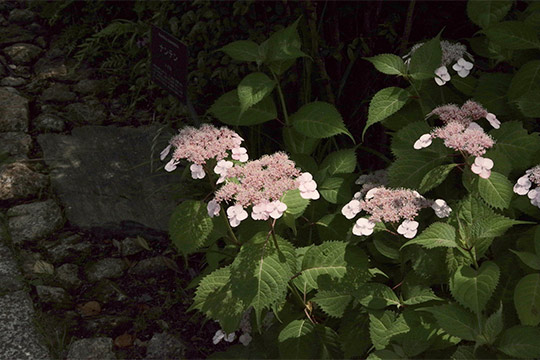 高知県立牧野植物園