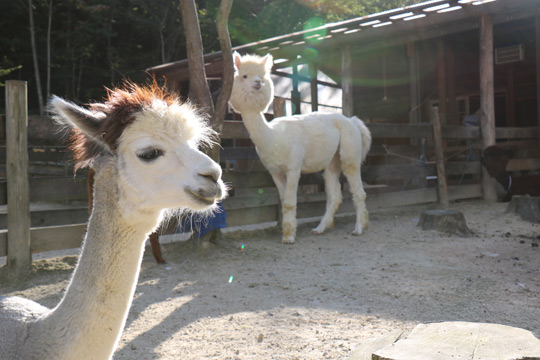 郡山石筵ふれあい牧場