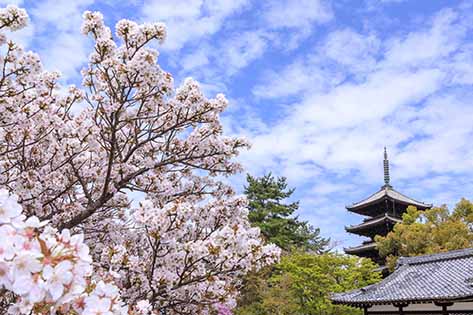 仁和寺
