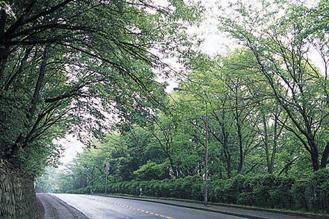 きぬかけの路