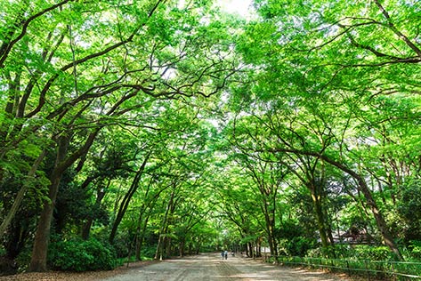 下鴨神社(賀茂御祖神社)