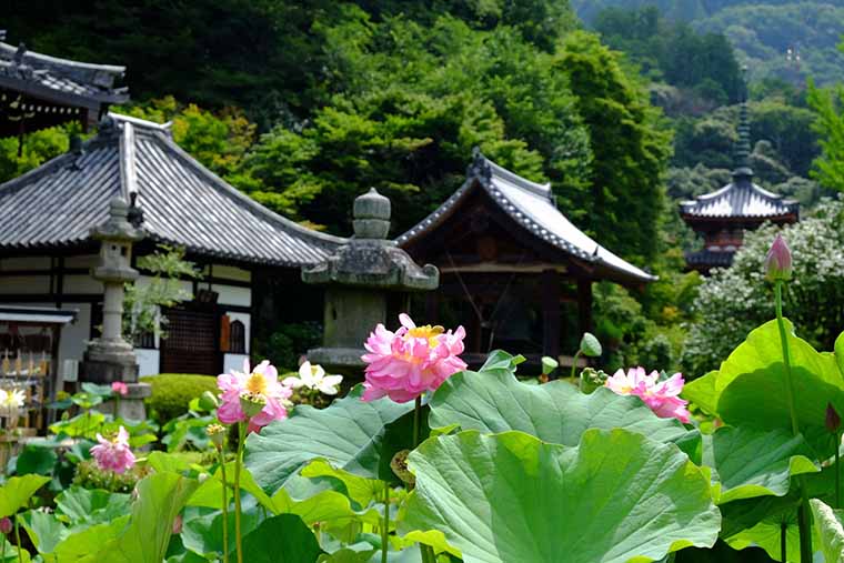 三室戸寺