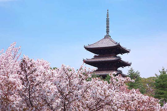 仁和寺 御室桜