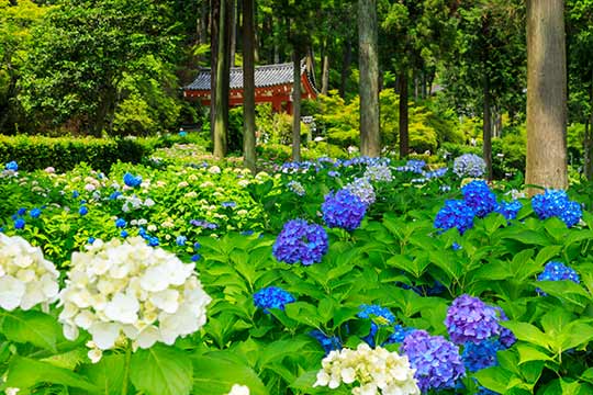 三室戸寺 あじさい