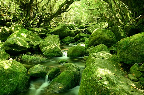 屋久島