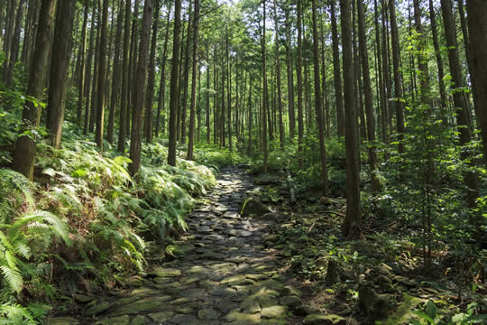 熊野古道
