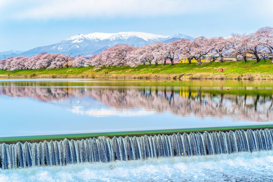 白石川堤一目千本桜