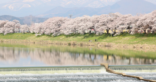 白石川堤一目千本桜