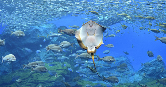 仙台うみの杜水族館