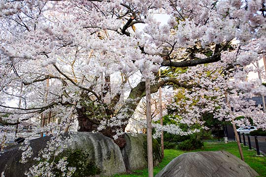 石割桜