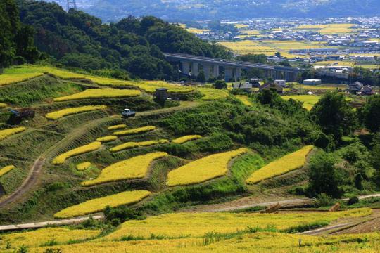 稲倉の棚田
