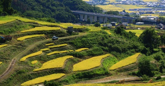 稲倉の棚田