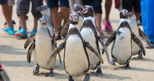 長崎ペンギン水族館