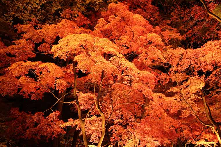 月の石もみじ公園 紅葉ライトアップ