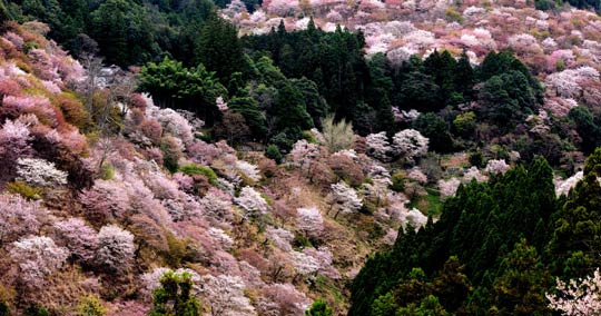 吉野山