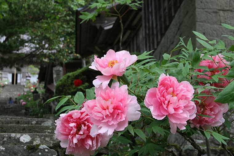 巨大ウサギ観音(長谷寺)
