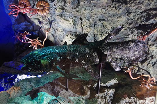 沼津港深海水族館「シーラカンス」