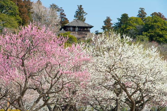 偕楽園