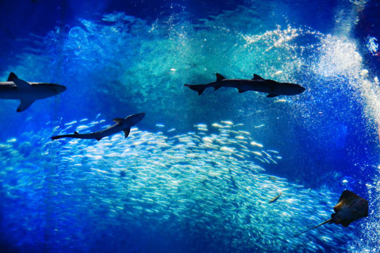 アクアワールド茨城県大洗水族館