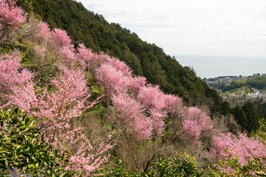 おかめ桜の里