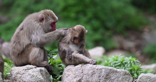 高崎山自然動物園