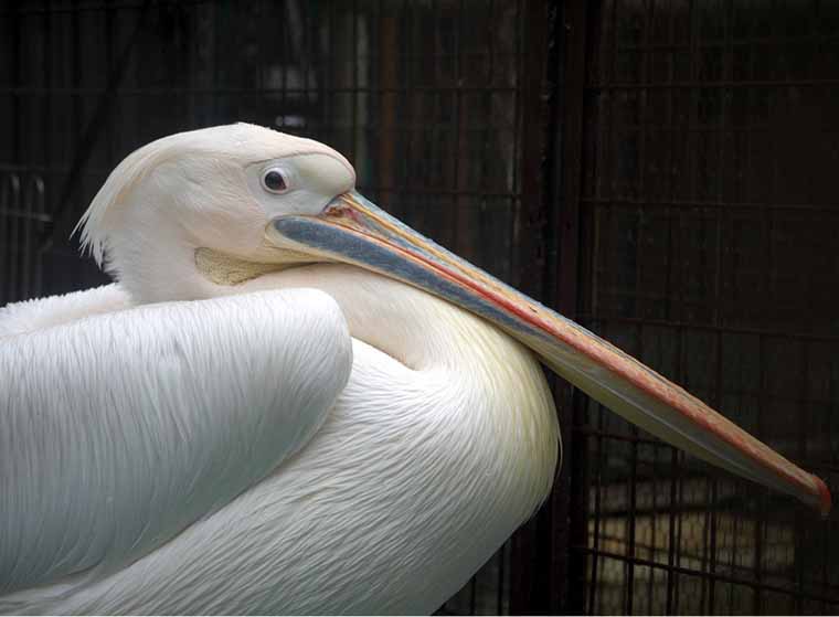 池田動物園