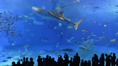 沖縄美ら海水族館