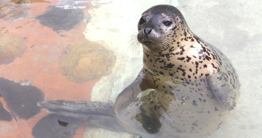 おたる水族館
