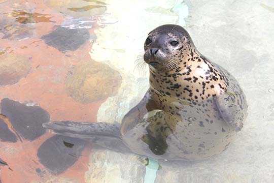 おたる水族館