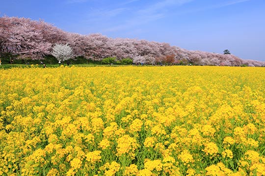 権現堂提の桜(幸手)