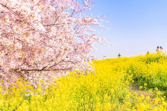 熊谷桜堤