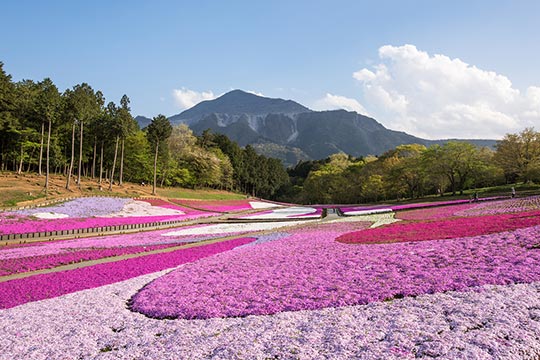 芝桜の丘(羊山公園)