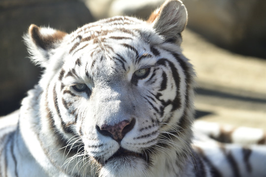 東武動物公園