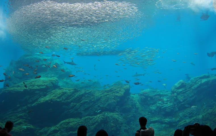 仙台うみの杜水族館