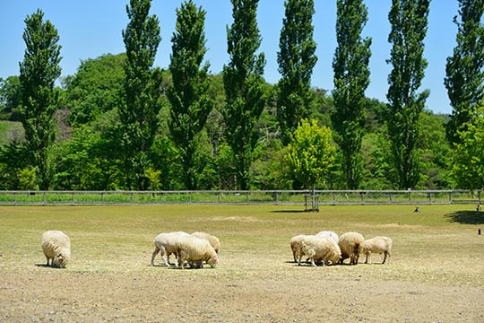 滋賀農業公園ブルーメの丘