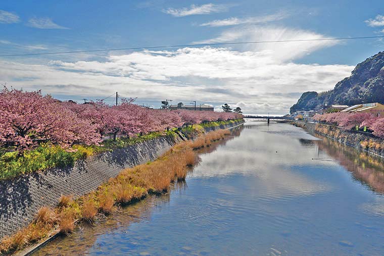 河津桜