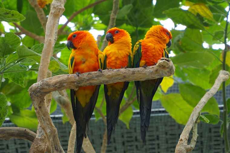 掛川花鳥園