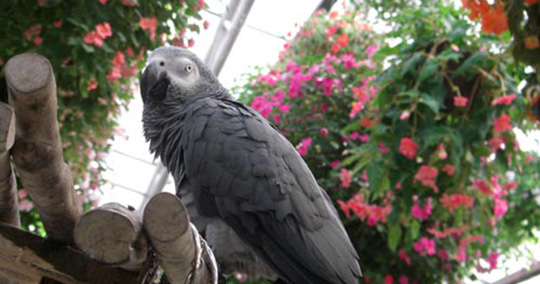 掛川花鳥園