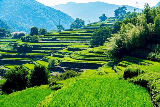 中山千枚田
