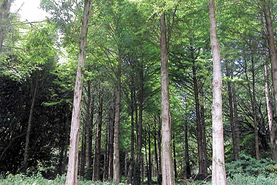 館山野鳥の森