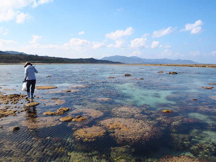 徳之島の現地スタッフおすすめ観光スポット10 ビーチに闘牛も 楽天トラベル