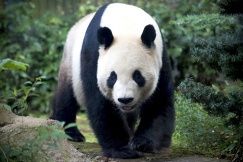 上野動物園