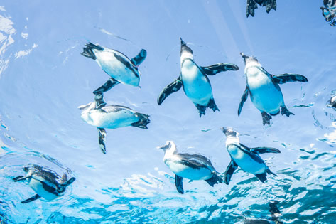 サンシャイン水族館
