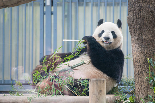 東京都恩賜上野動物園