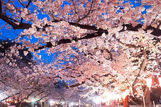 上野恩腸公園(うえの桜まつり)