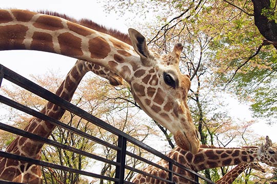 宇都宮動物園