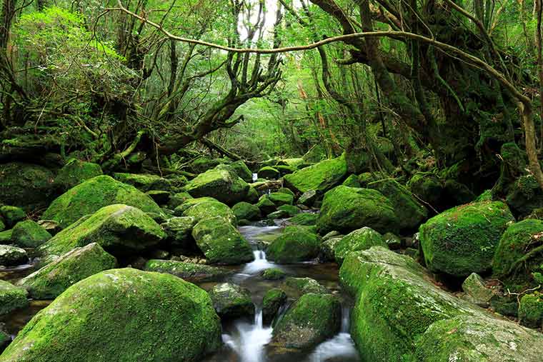 「屋久島」の画像検索結果